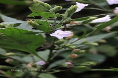 Strobilanthes heyneanus